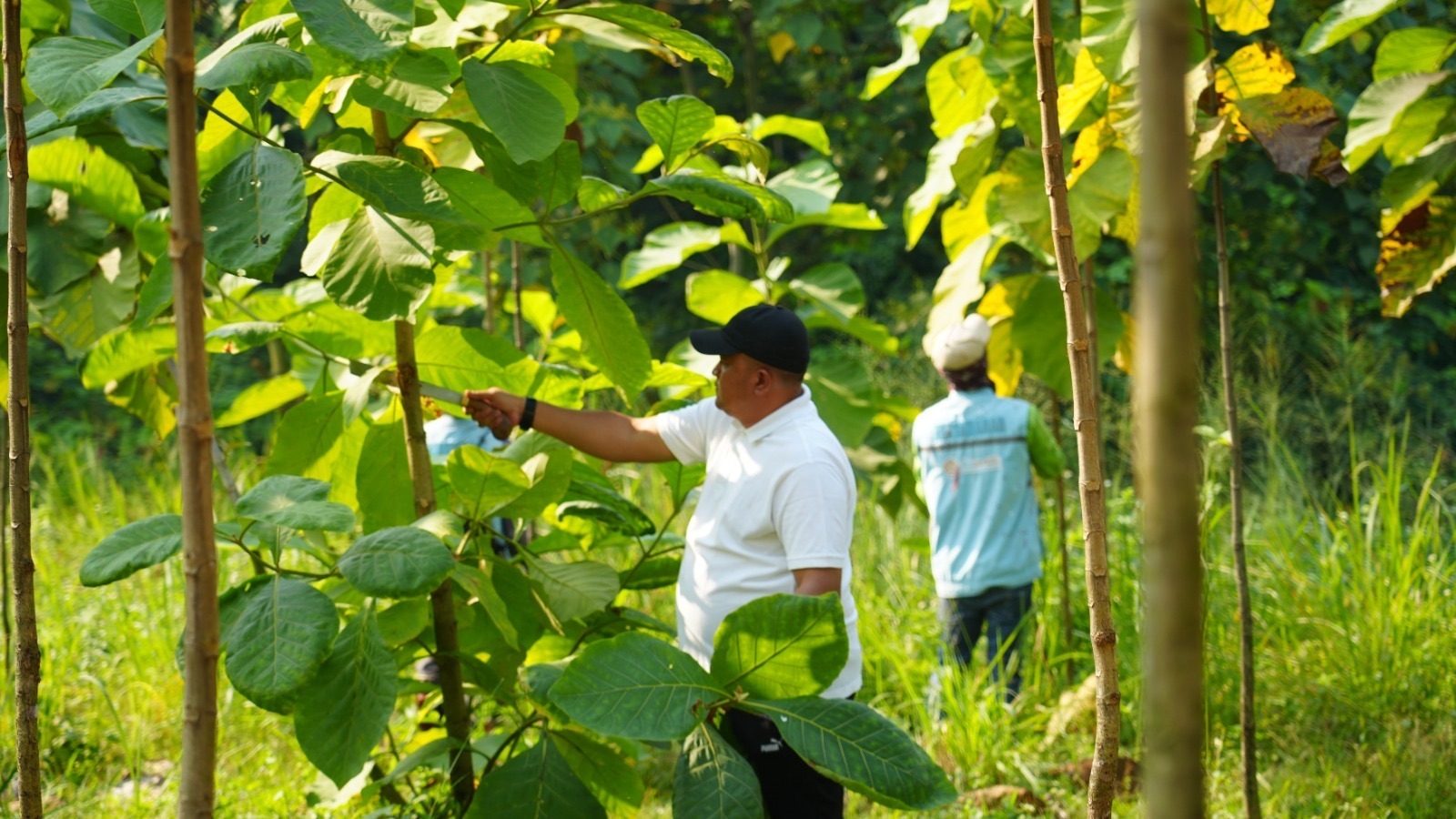 Hutan Kota Kabupaten Bogor Capai 177,26 Hektare, 67.696 Pohon Telah Tertanam