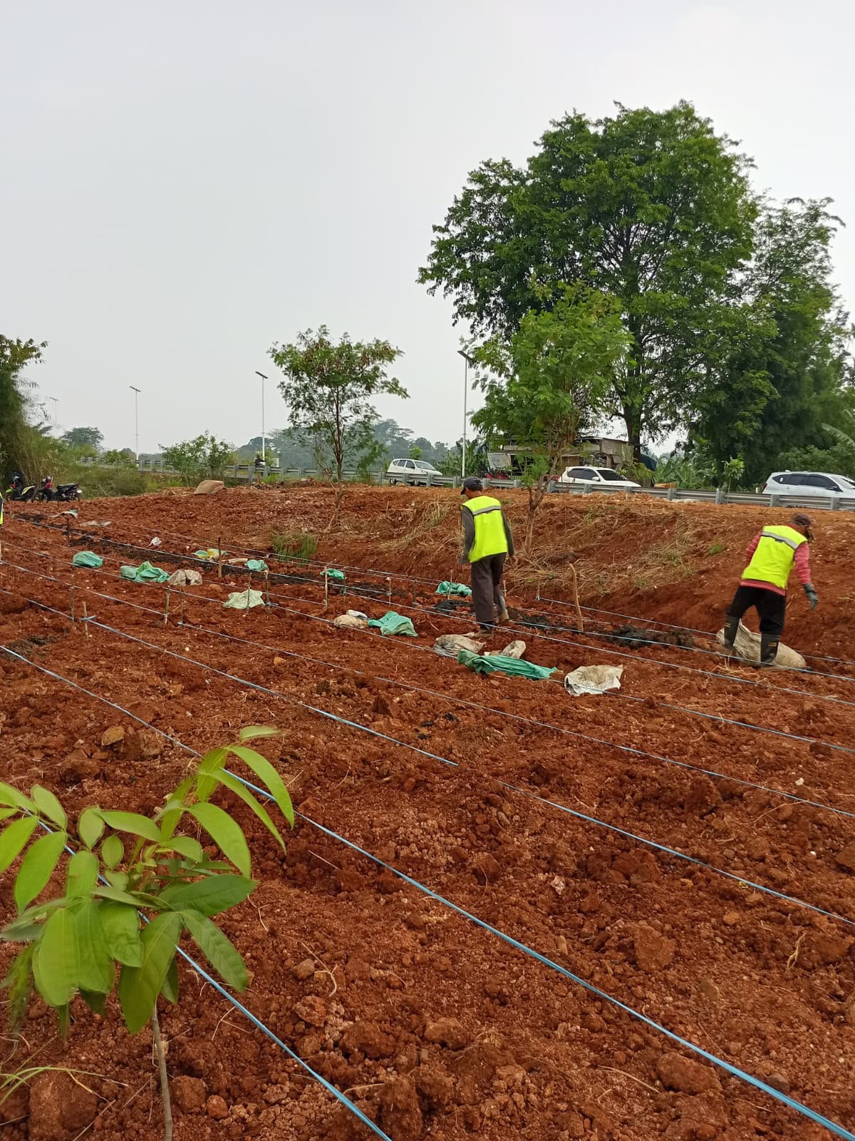 Pemkab Bogor Bersama Korem 061/SK Konsisten Rawat Lahan Pangan Bomang