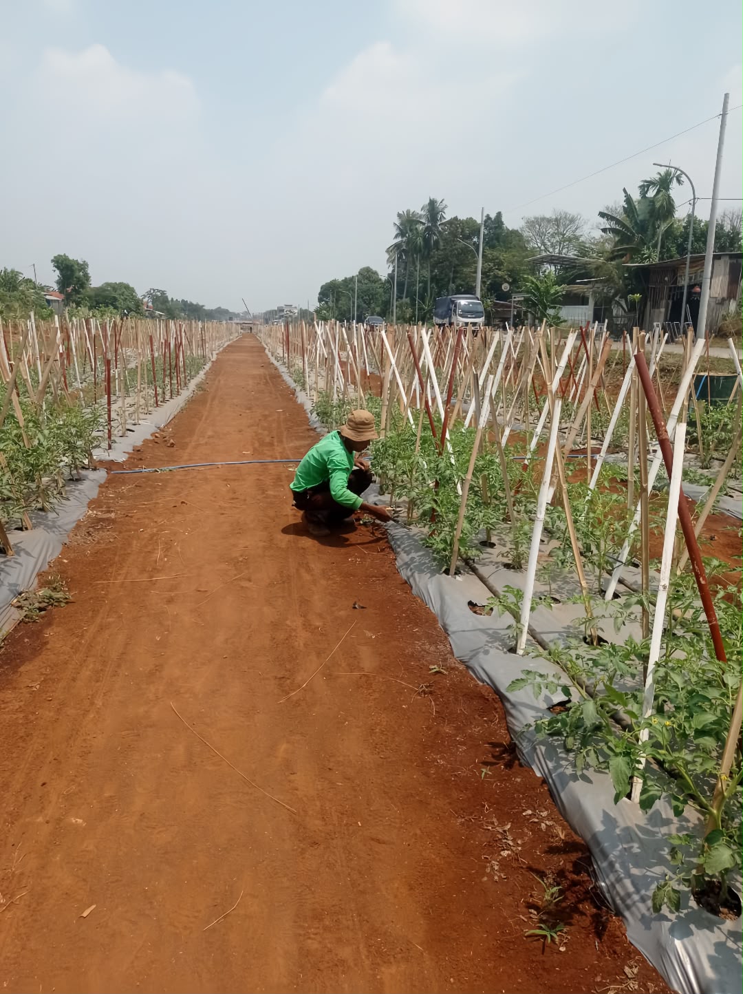 Satgas Pengawal Indonesia Emas Hanpangan Intensifkan Perawatan dan Penyiraman Lahan Bomang