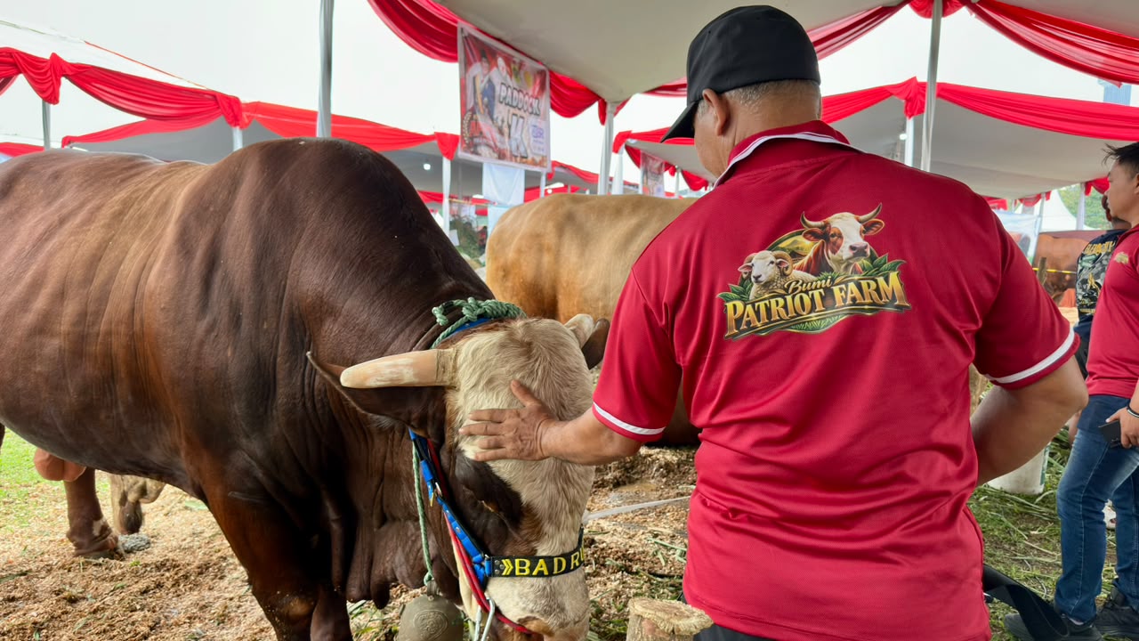 Kontes Sapi APPSI Piala Presiden 2026 Gairahkan Peternakan Rakyat