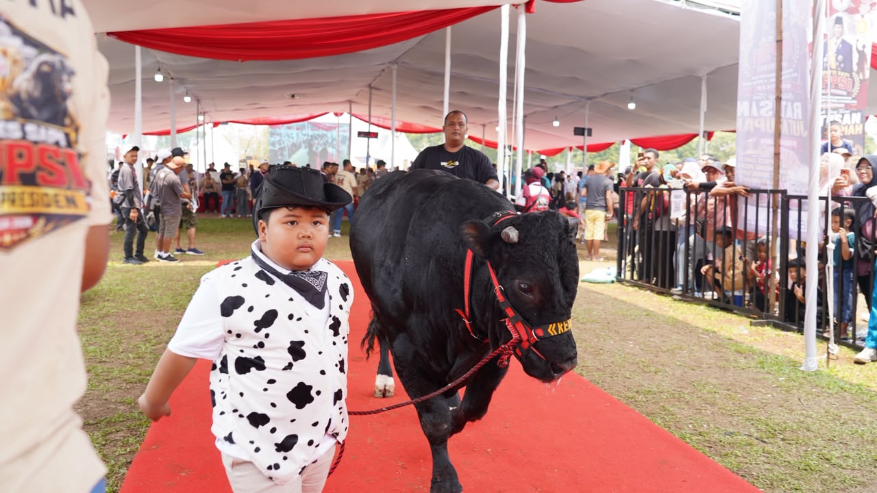 Sapi Berkaki Enam dari Boyolali Sabet Juara Kelas Unik APPSI Piala Presiden 2026