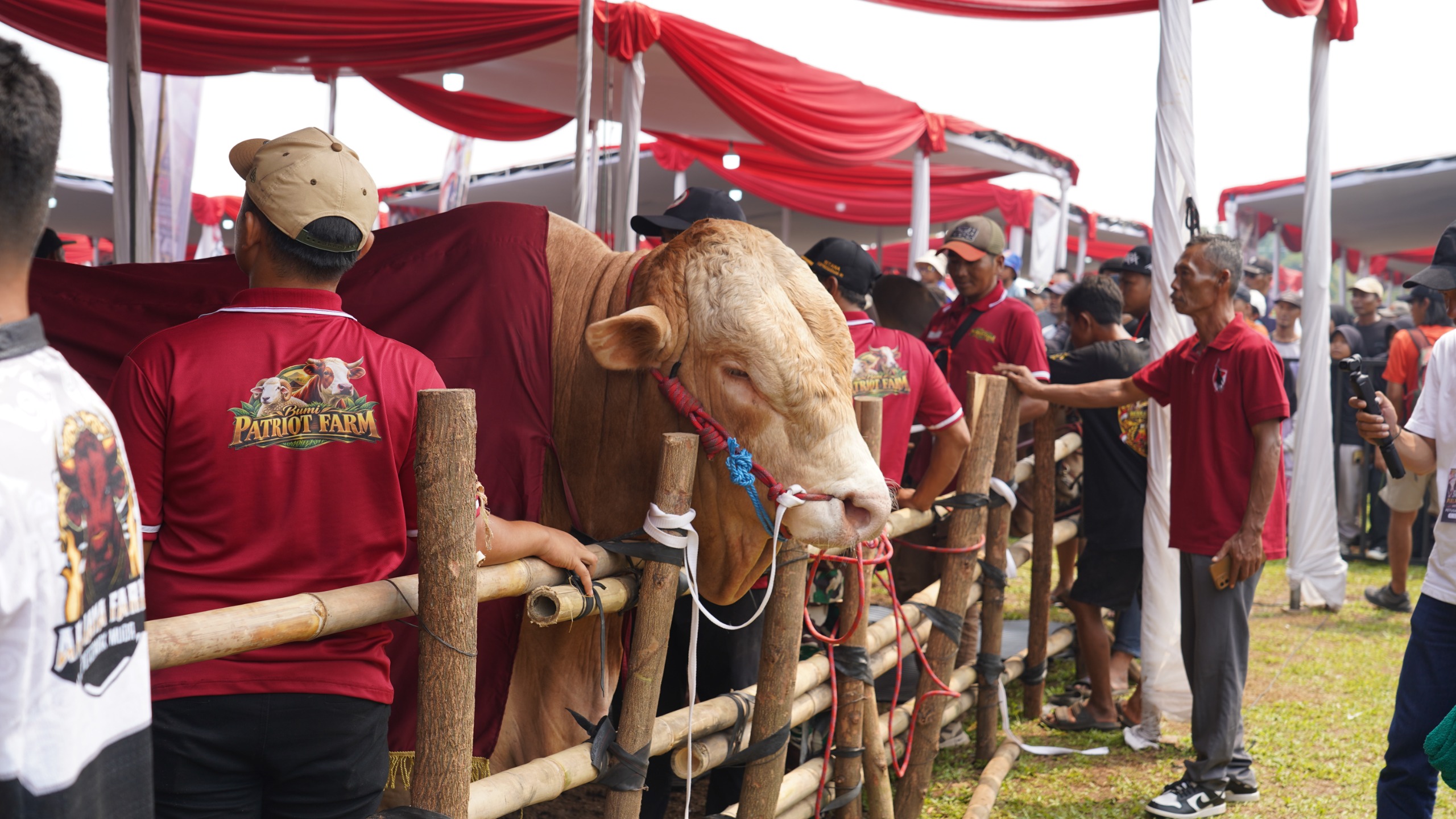 Kontes Sapi APPSI Piala Presiden 2026 Dongkrak Nilai Jual Sapi dan Perkuat Semangat Para Peternak
