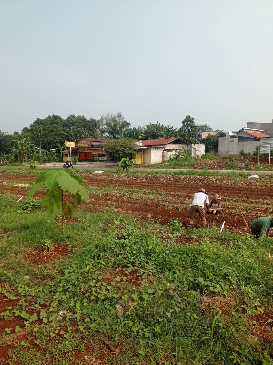 Lahan Bomang Makin Produktif, Satgas Pengawal Indonesia Emas Panen Kangkung dan Tomat
