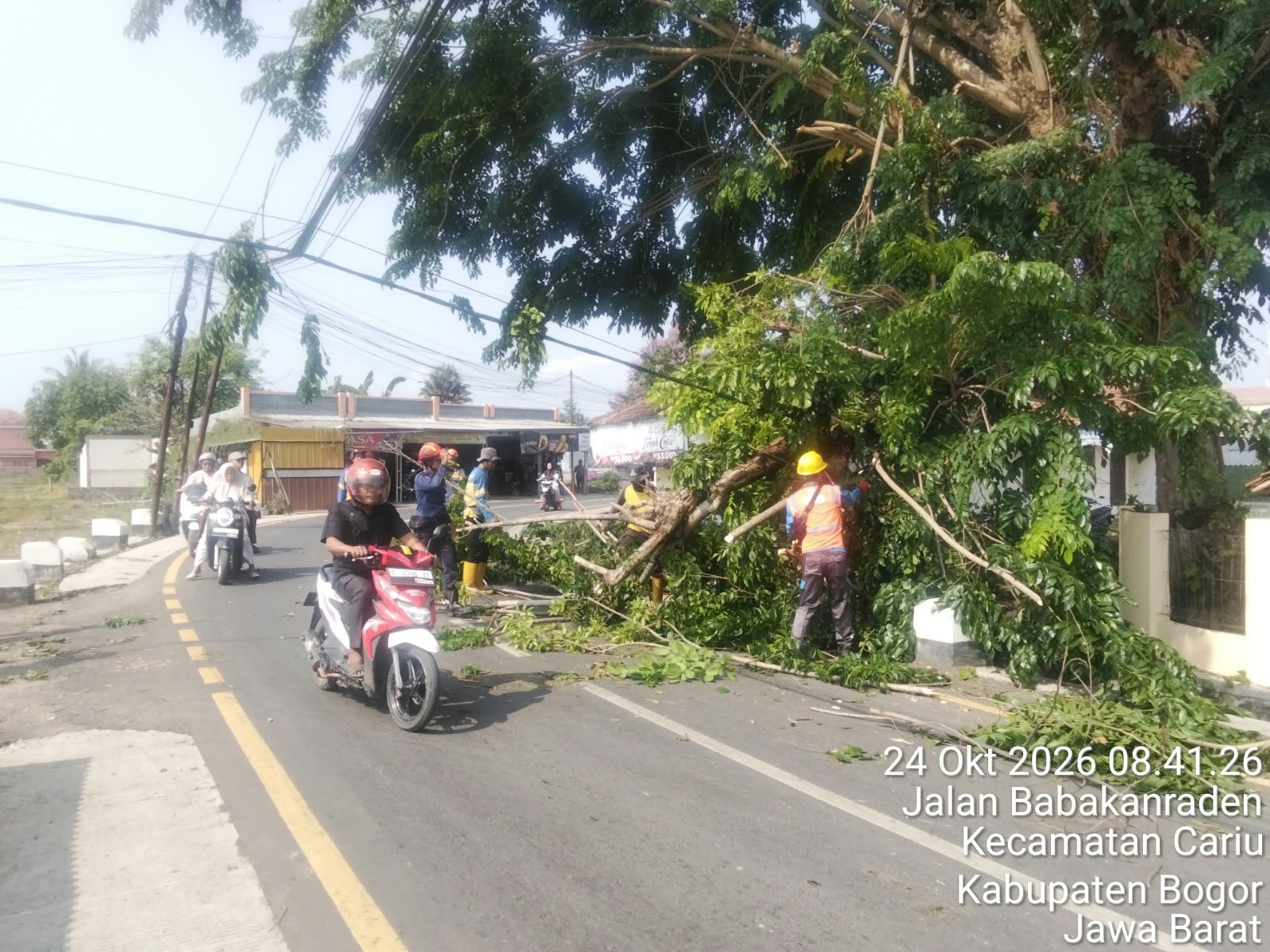 Damkar Kabupaten Bogor Evakuasi Pohon Tumbang yang Menutup Jalan Alternatif di Kecamatan Cariu